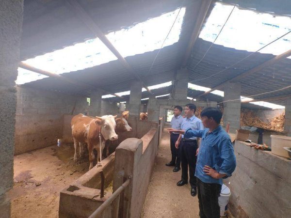粤友优配 邮储银行水城区支行：连续3年助力养殖户“牛”劲十足